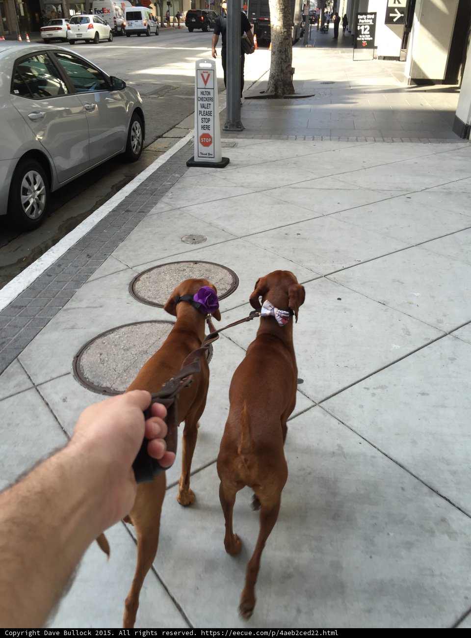 Leash Buddies