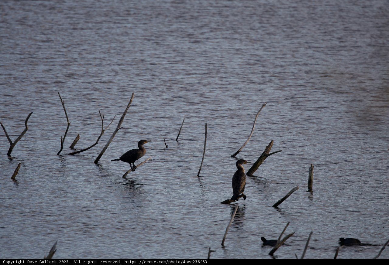 Symphony of Feathers: The Birds of Lake Merced