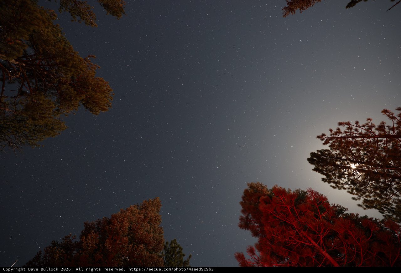 Moonlit Pines Under a Star-Filled Sierra Sky