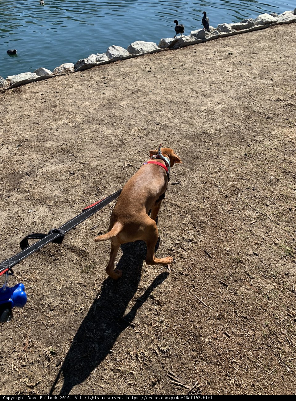 Outdoor Adventures with Man's Best Friend