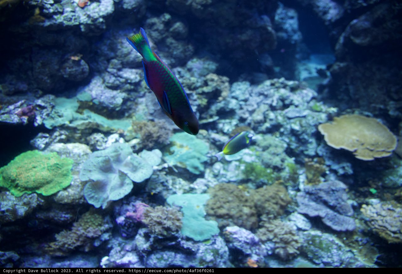 Vivid Aquatic Dance: Coral Reef Fish in Their Natural Abode
