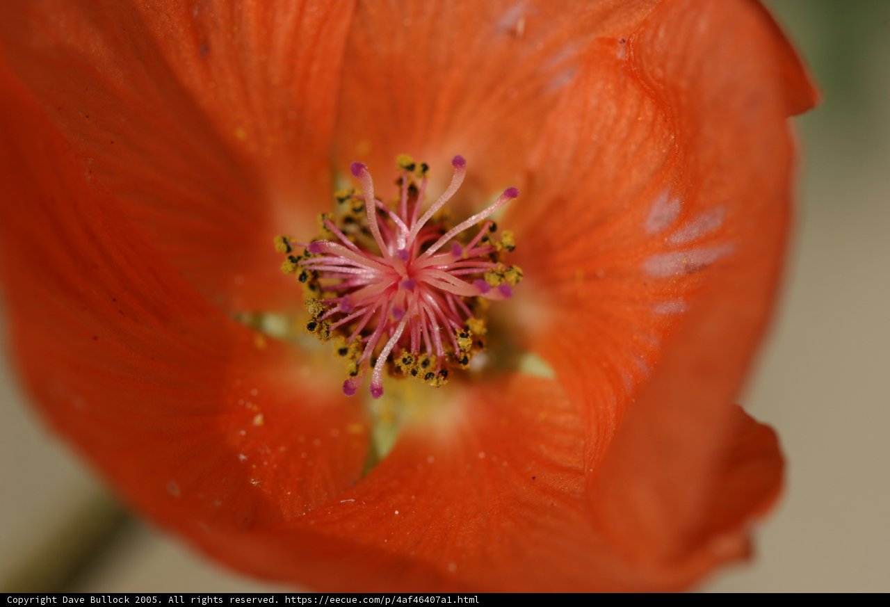 Orange Geranium Stamen