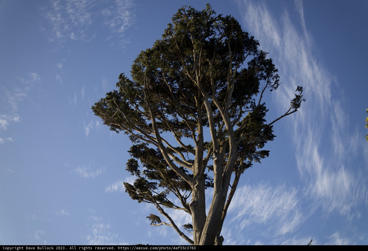 Majestic Eucalyptus - A Stalwart of Nature