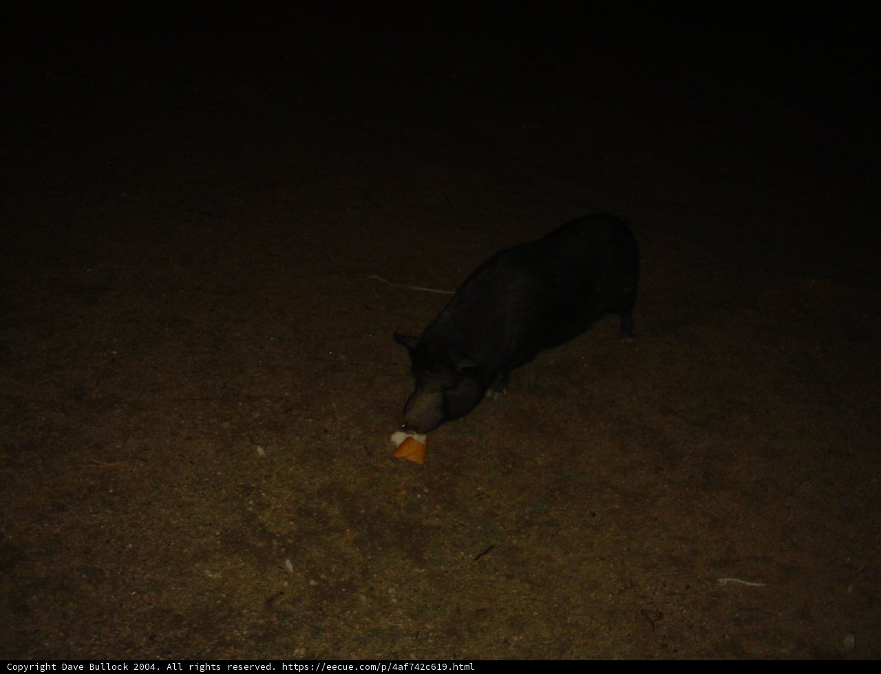 Oink, Oink, Yum!