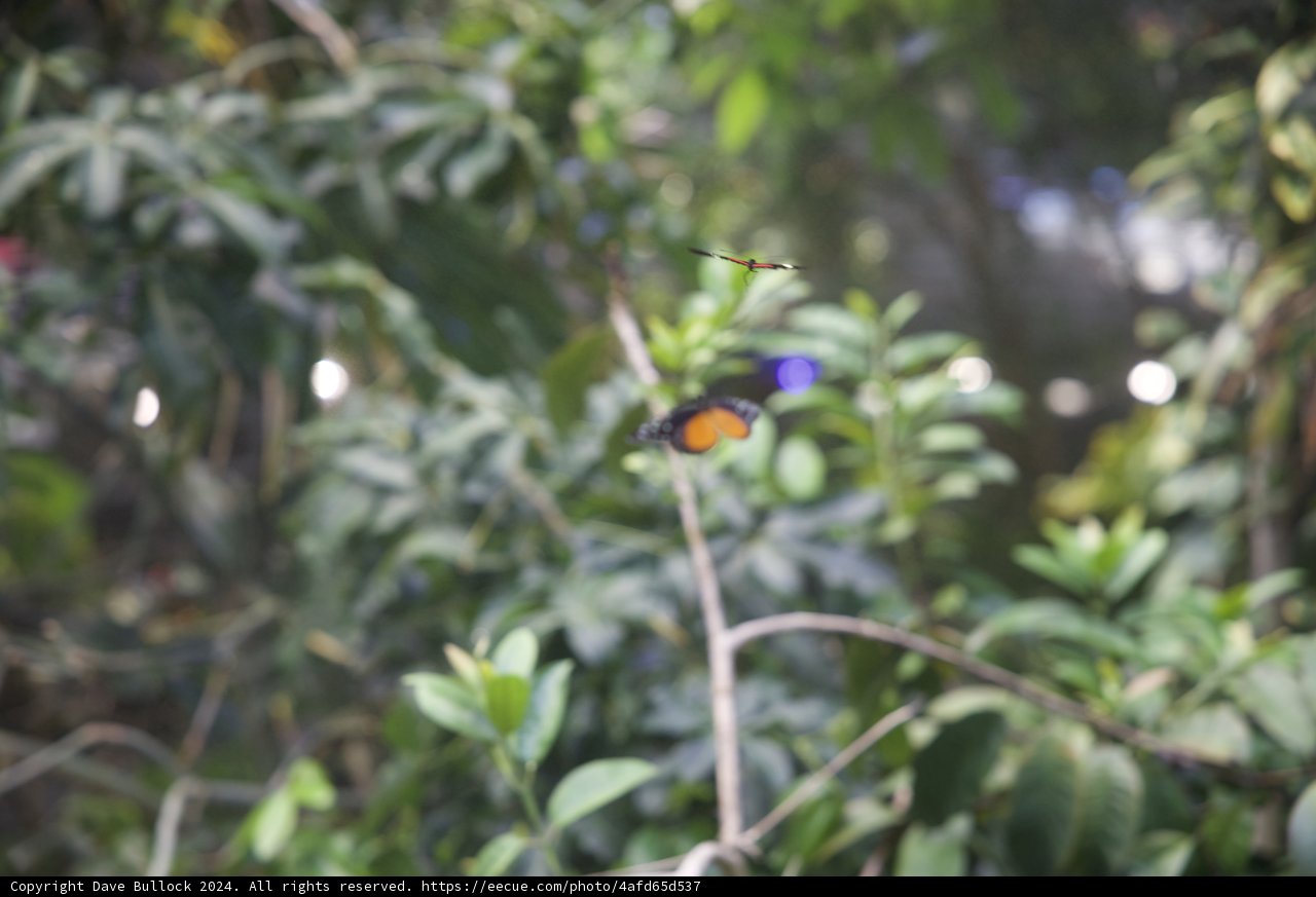 Monarch Mornings: A Dance in the Sky