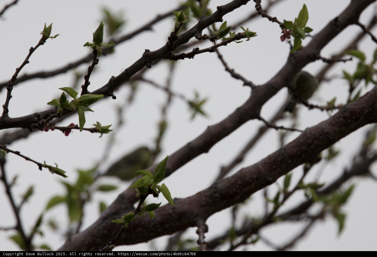 Awakening Spring