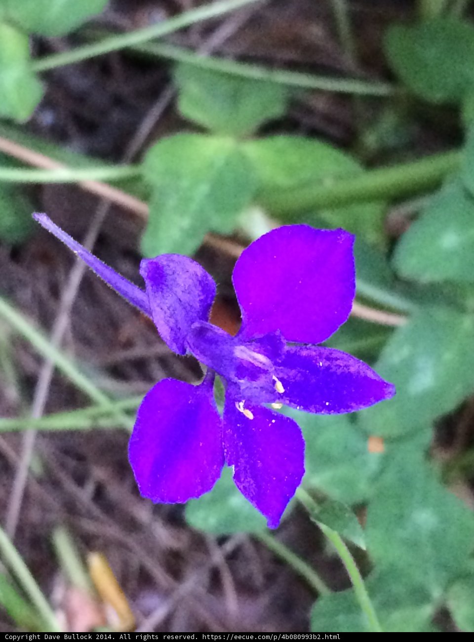 Purple Petals in Altadena