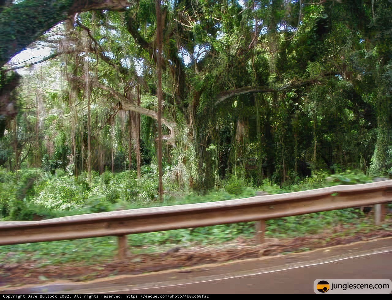Journey through the Rainforest