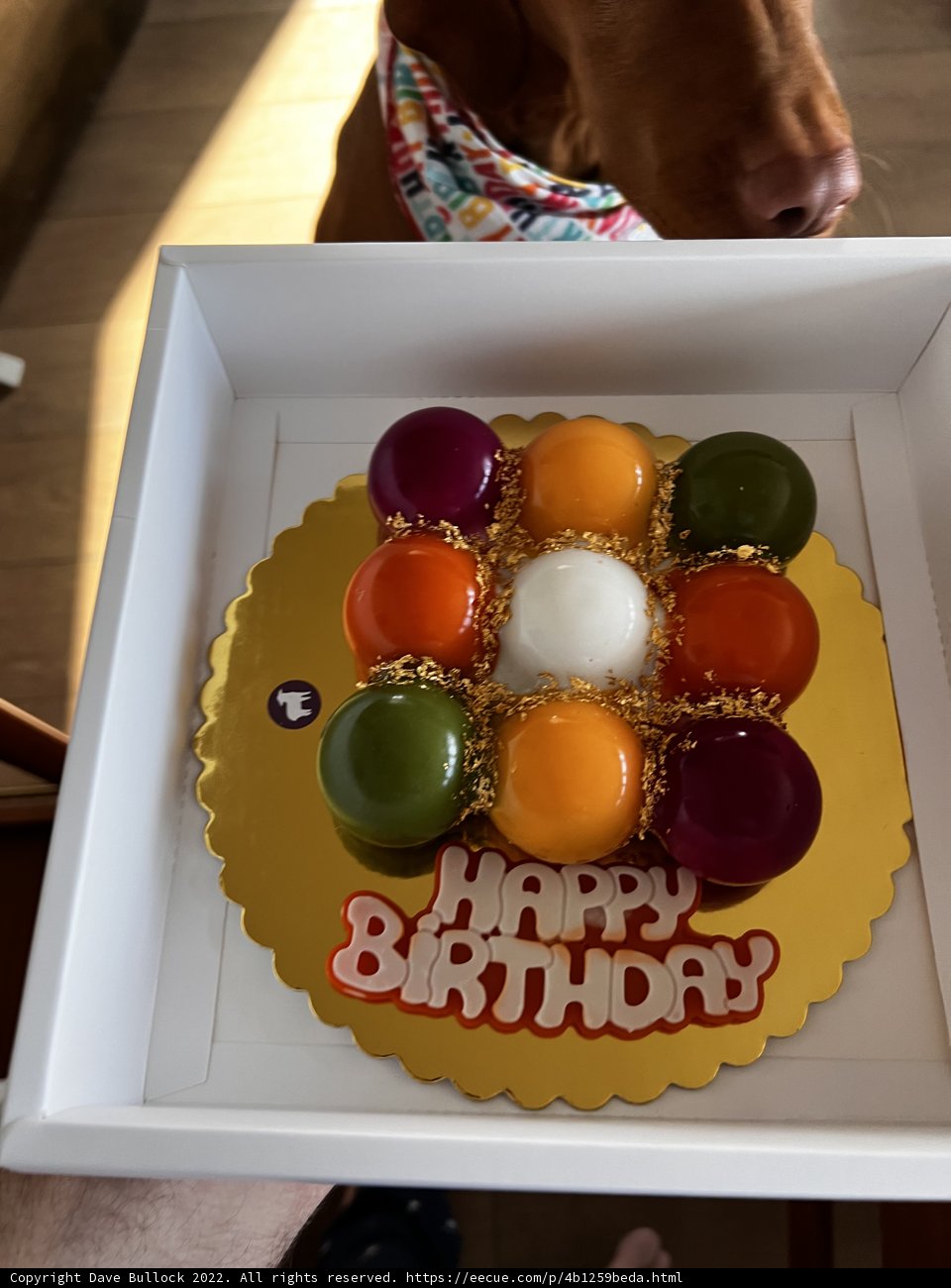 A Dog's Birthday Cake Delight