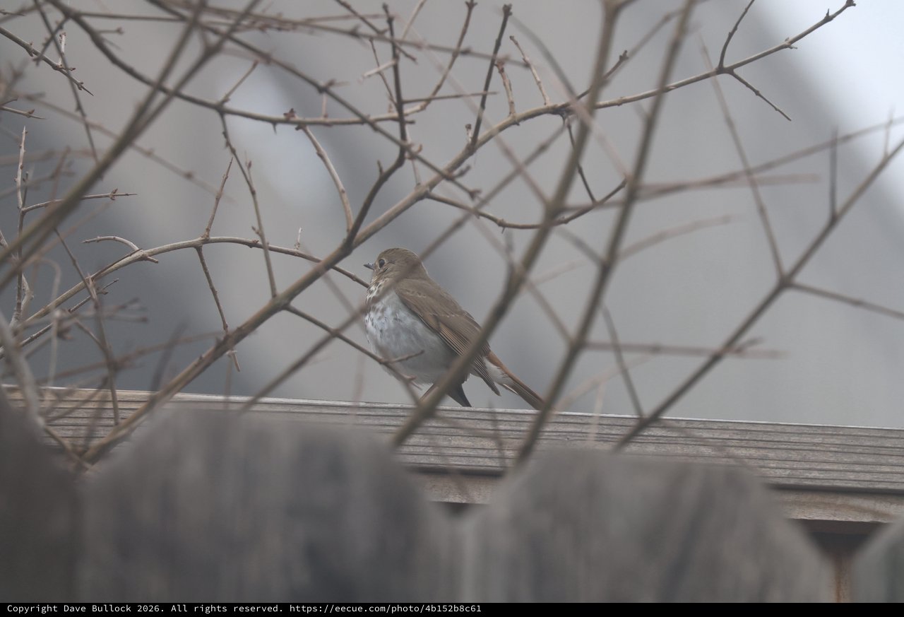 Hermit Thrush Perched Among Winter Branches
