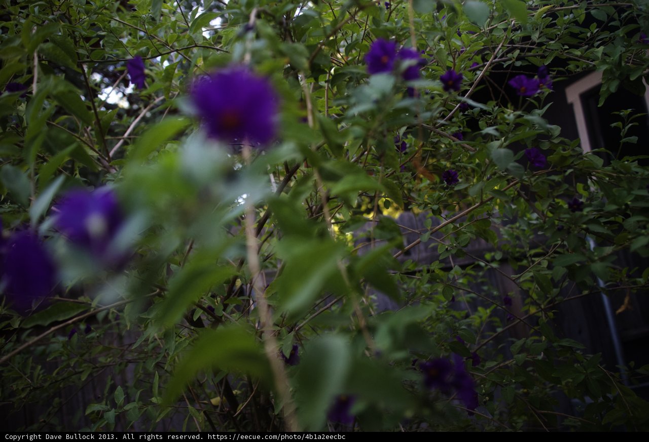 Purple Geraniums on a Tree Branch
