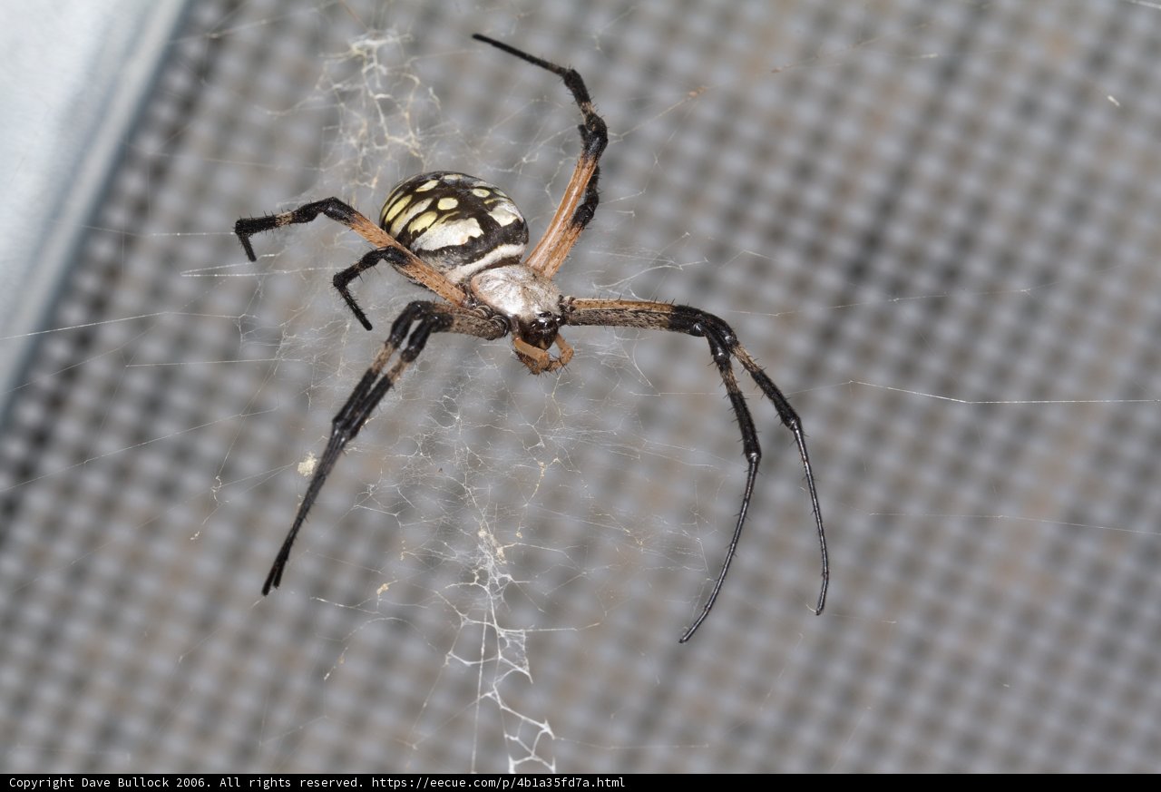 Striped Garden Spider