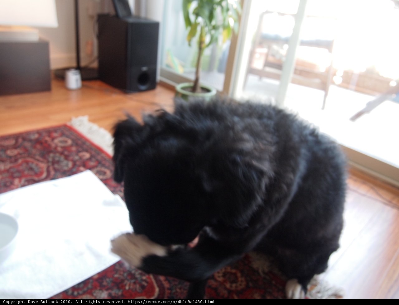 Pampered Pooch on Hardwood Flooring