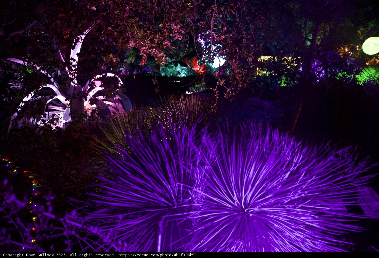 Enchanted Nocturnal Splendor