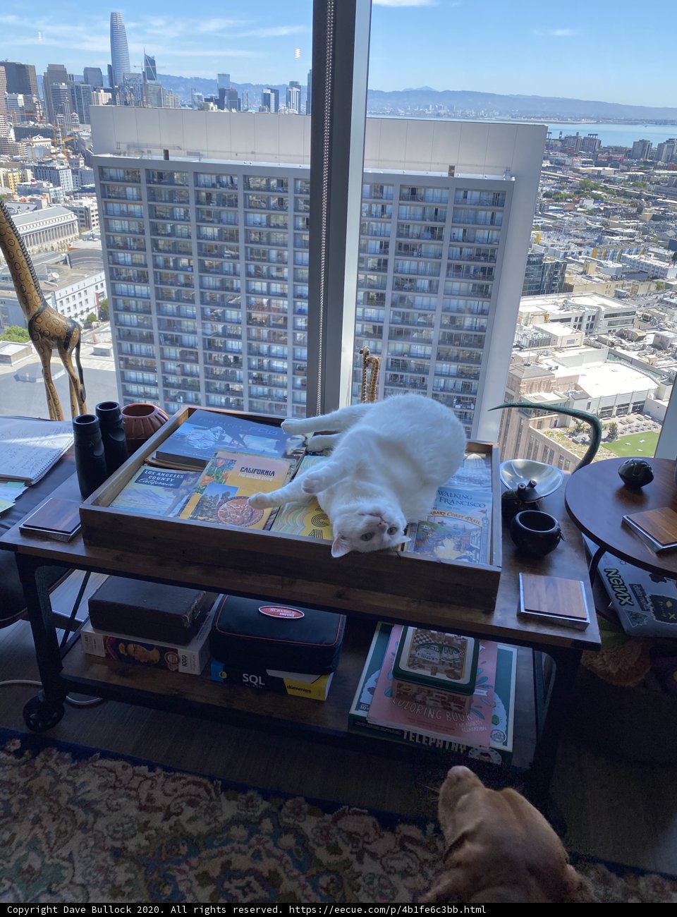 Feline Friend on the Coffee Table