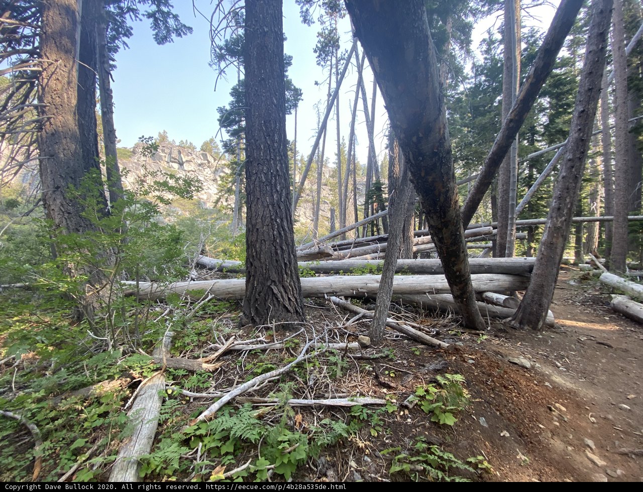 Trail through the Grove