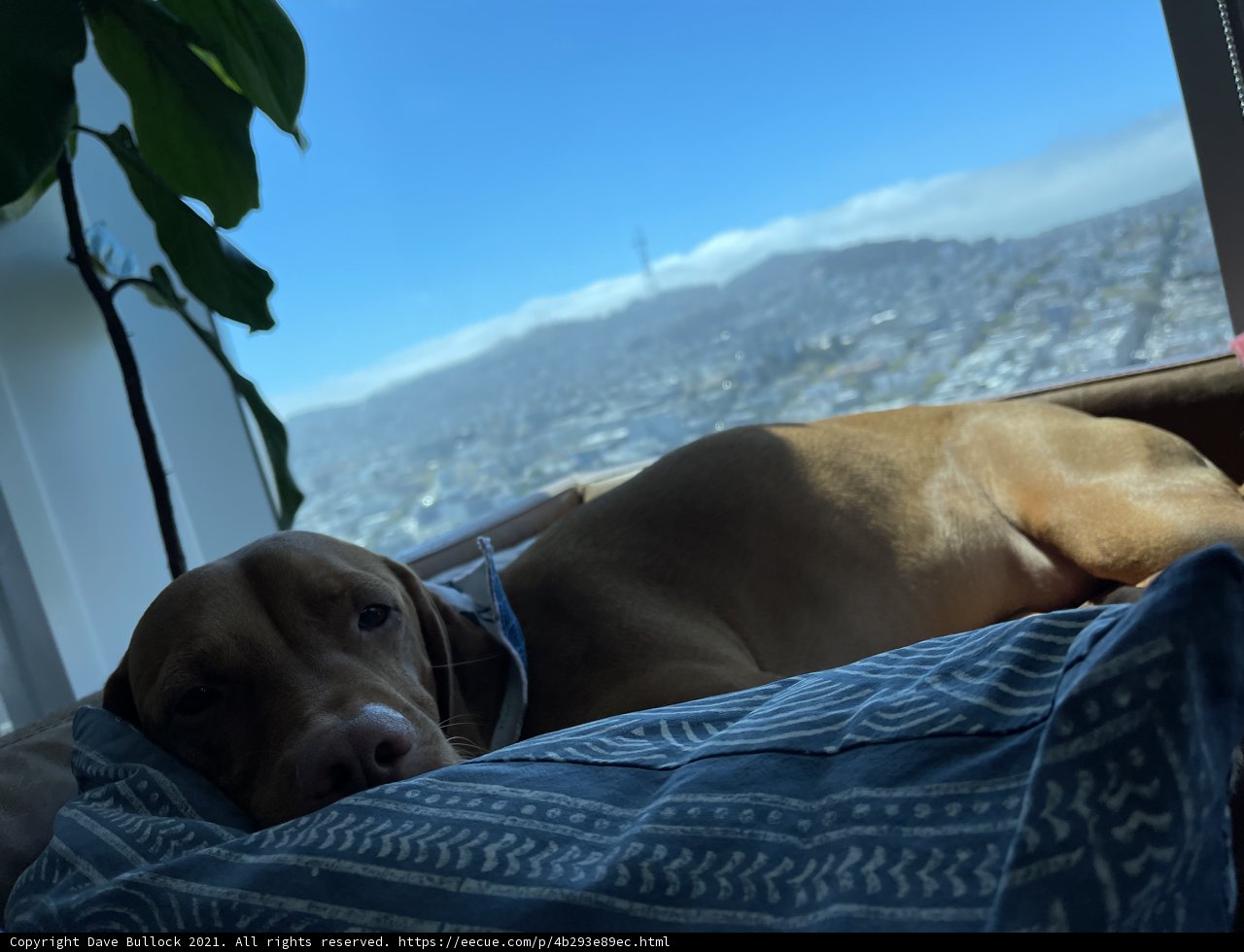 City View Naptime with Weimaraner Puppy