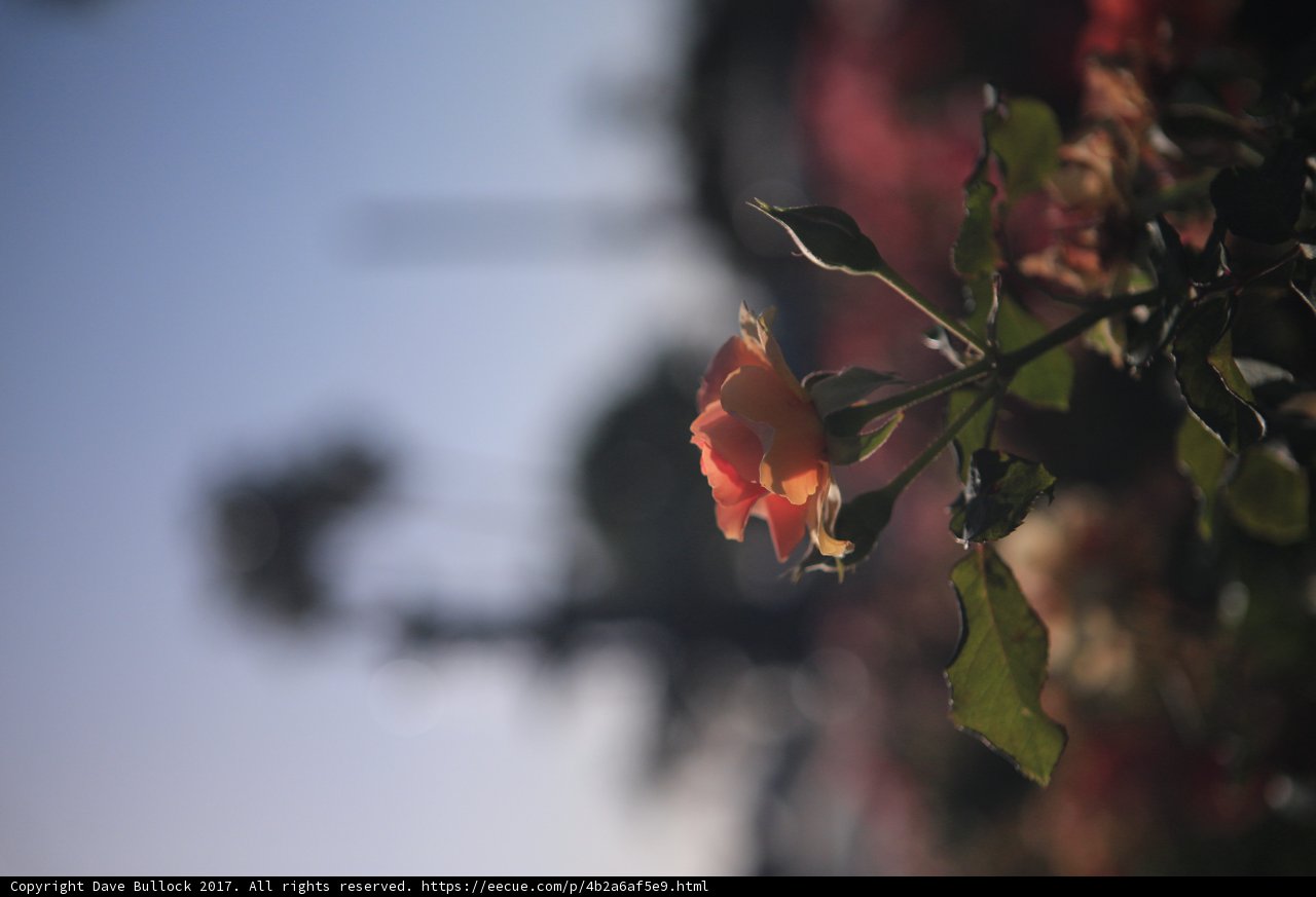 A Rose Basking in the Sun
