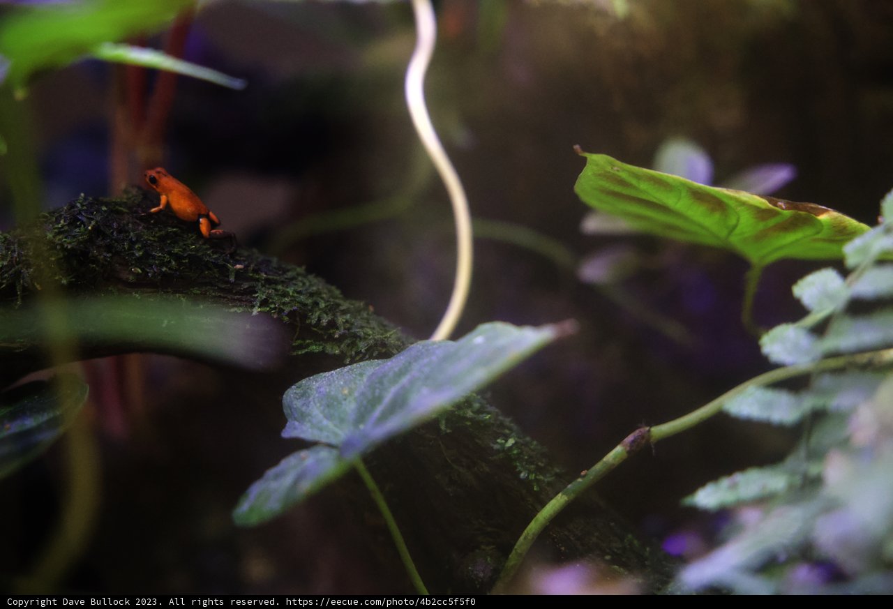 Vibrant Visitor of the Forest