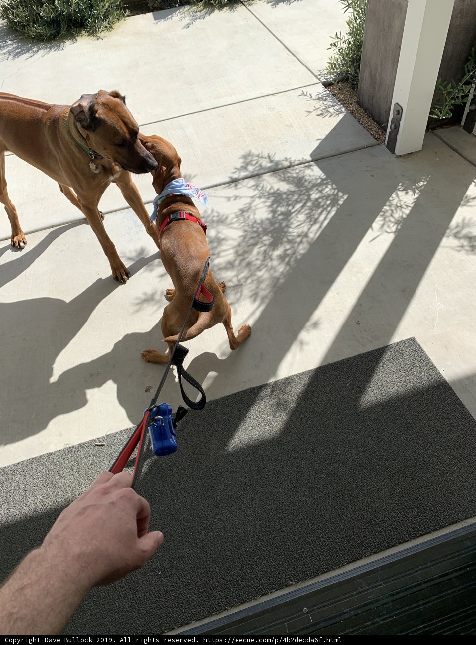 Man and Bulldog Take a Stroll