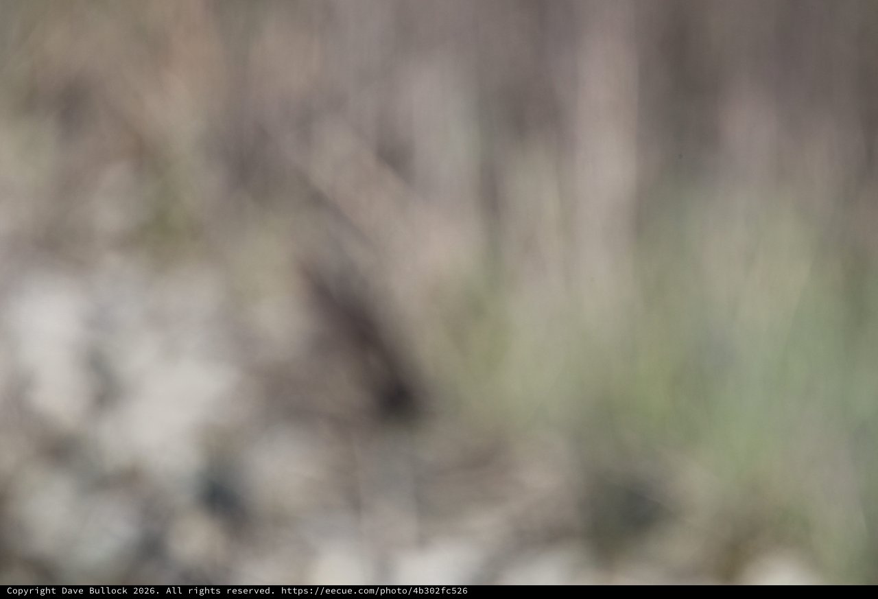 Curious Raccoon Peeking Through Natural Cover