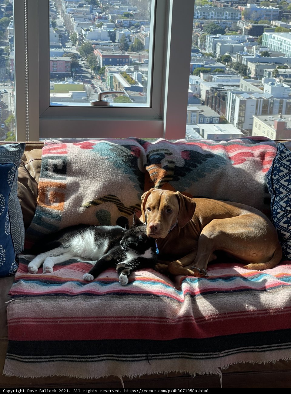 A Cozy Afternoon on the Couch