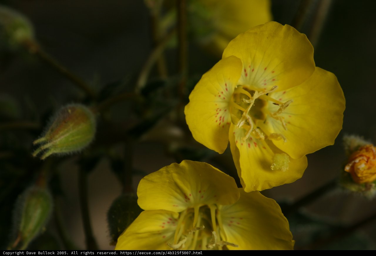 Blooming in the Desert