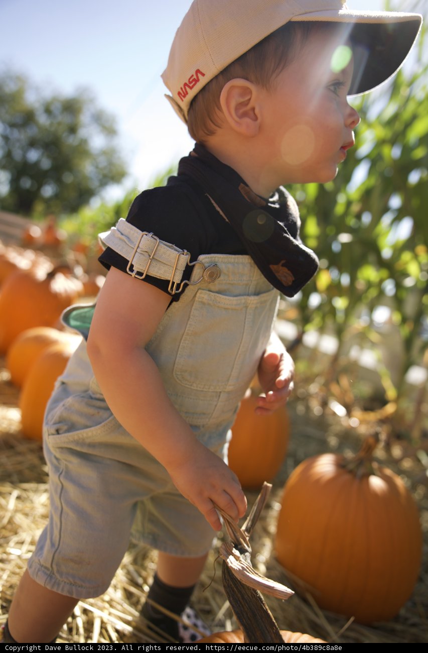 Curiosity at the Pumpkin Patch