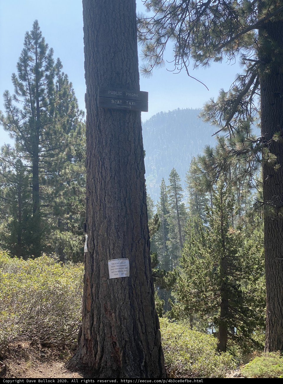 Majestic Redwood Tree by the Lake