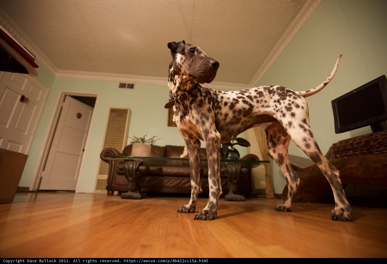 Wooden Paws