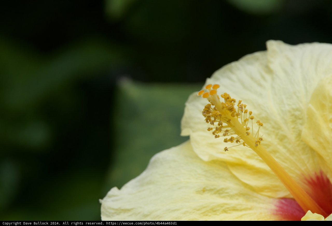 Ephemeral Elegance: Yellow Hibiscus Close-Up