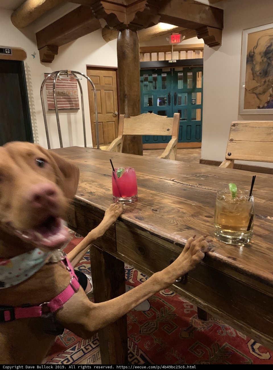 Canine Happy Hour