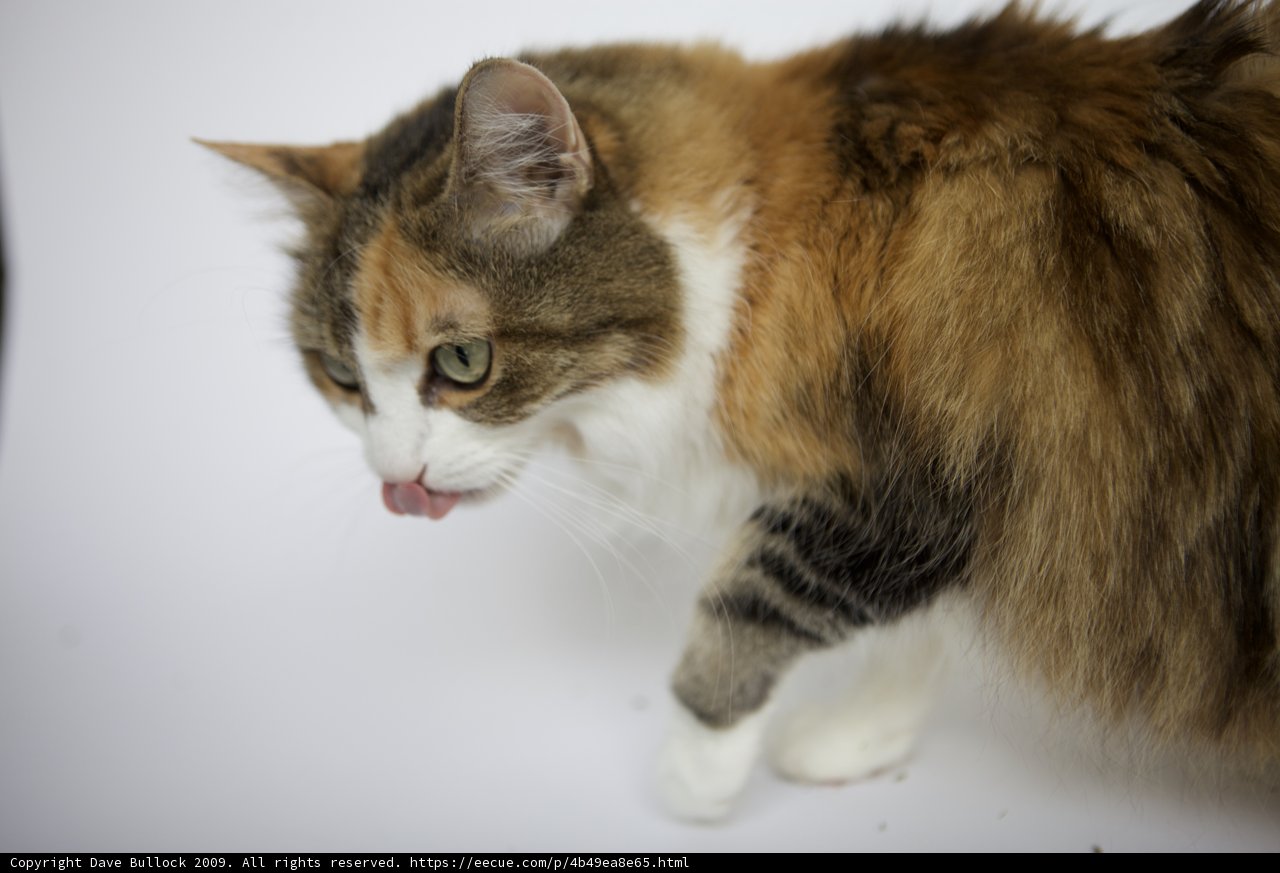 Tongue-Twisted Feline