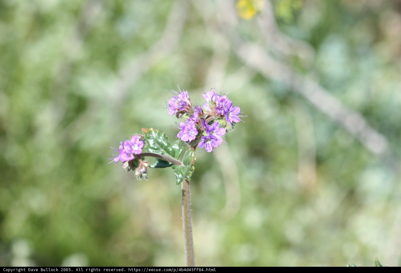 A Vibrant Geranium Flower in the Grass