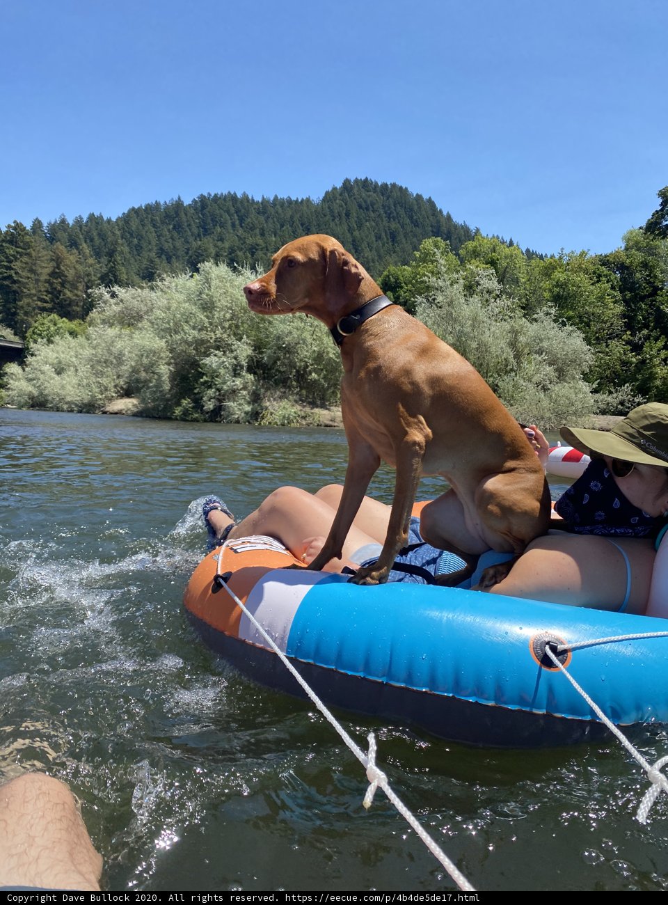 River Rafting with Man's Best Friend