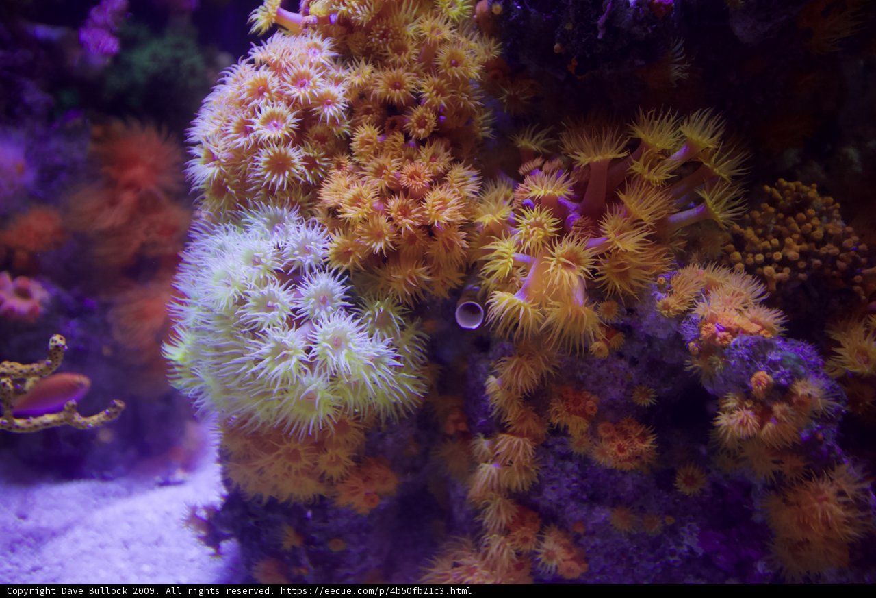 Dazzling Diversity in the Coral Reef