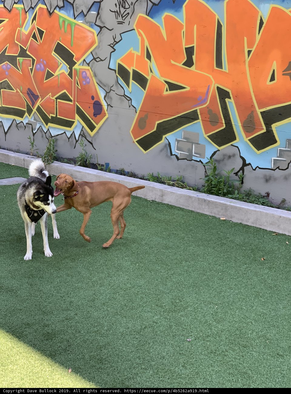 Graffiti Paw-ty