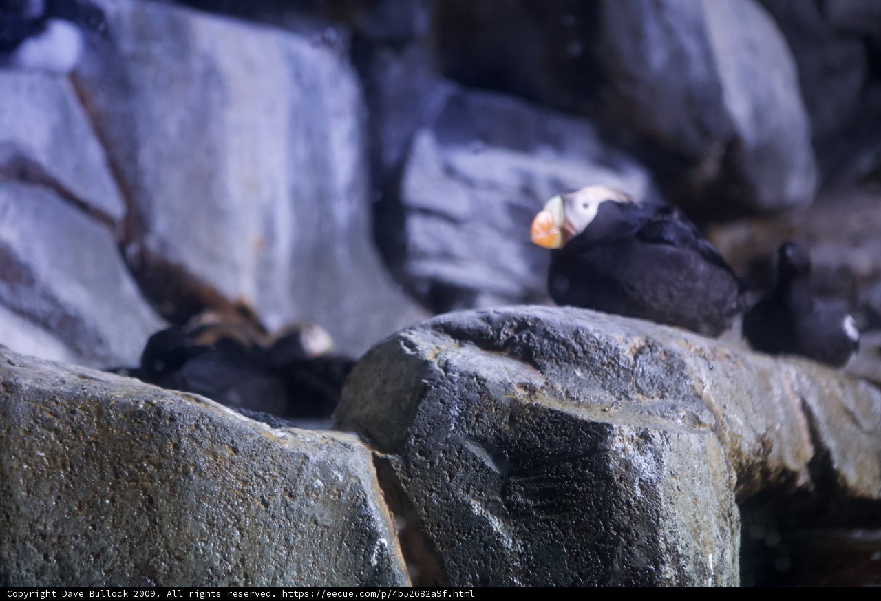 A Gathering of Puffins