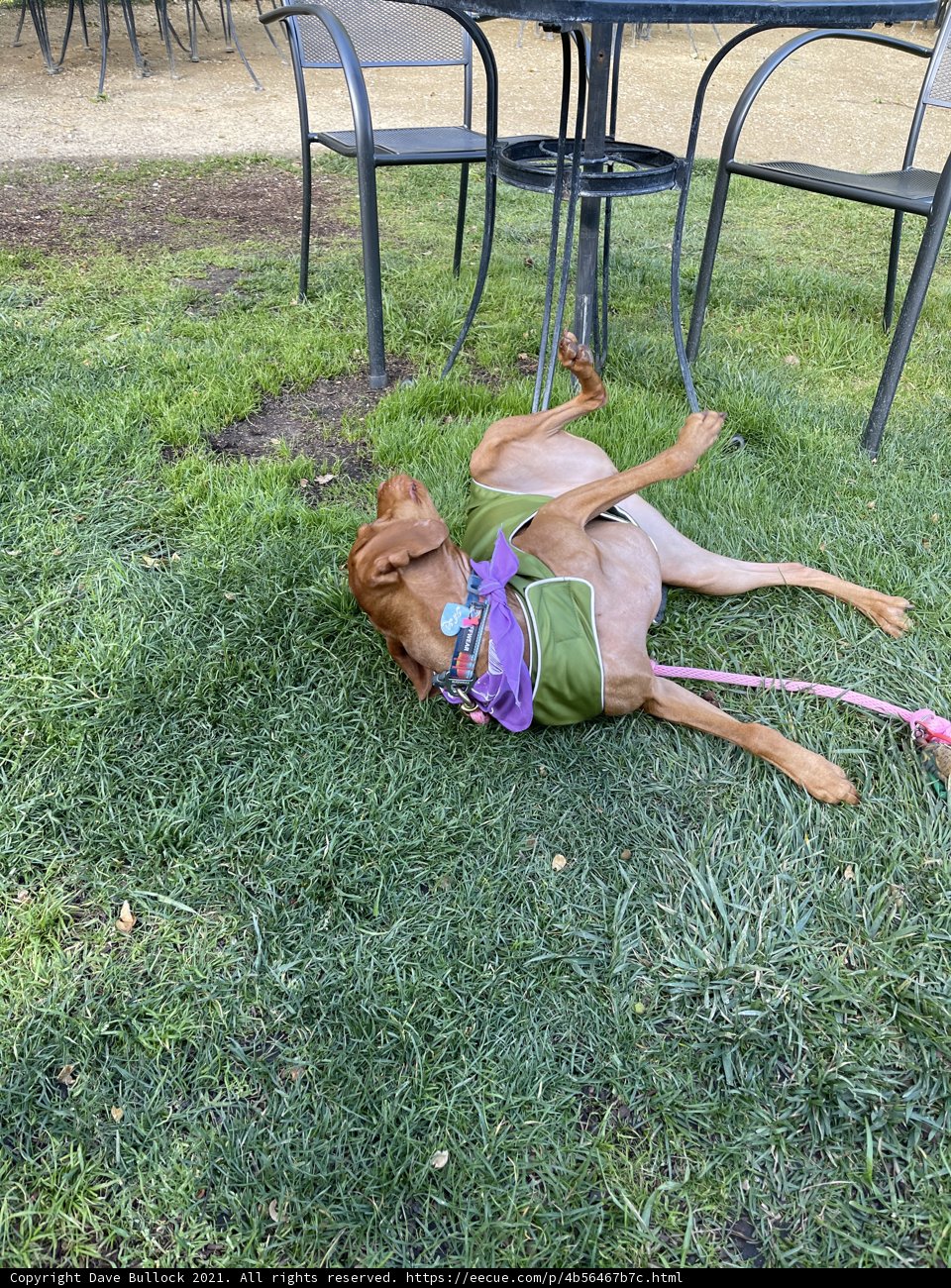 Relaxing in the Backyard