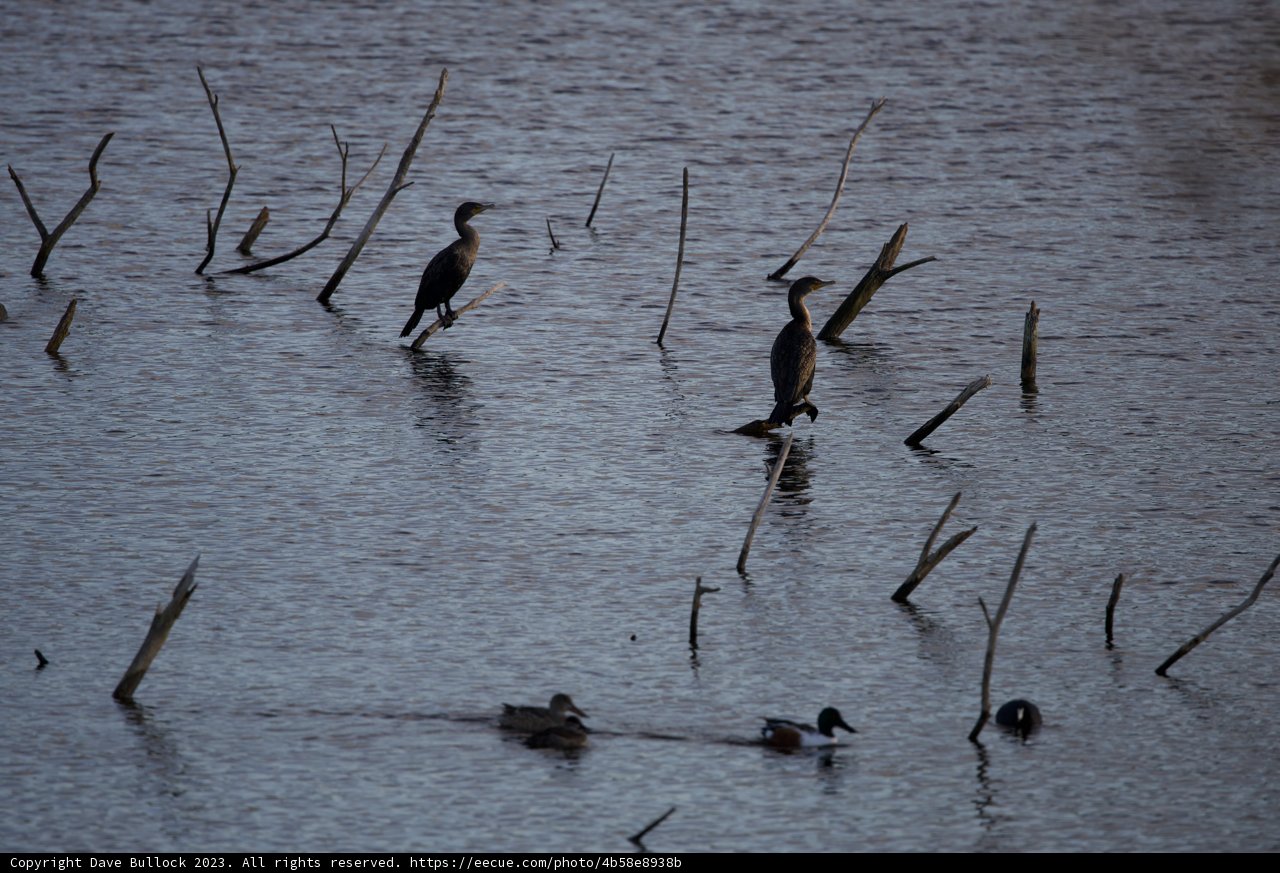 Symphony of Feathers at Lake Merced
