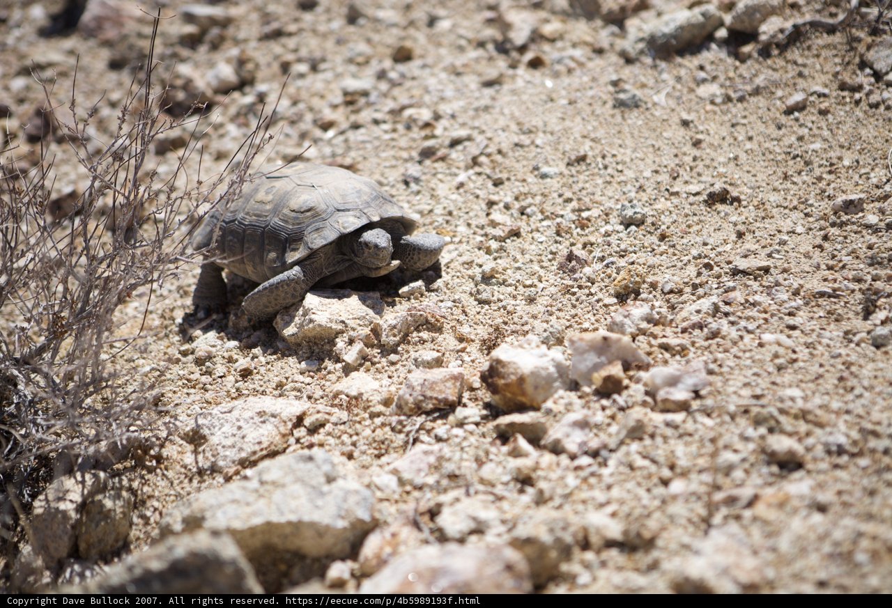 Slow and Steady in the Desert
