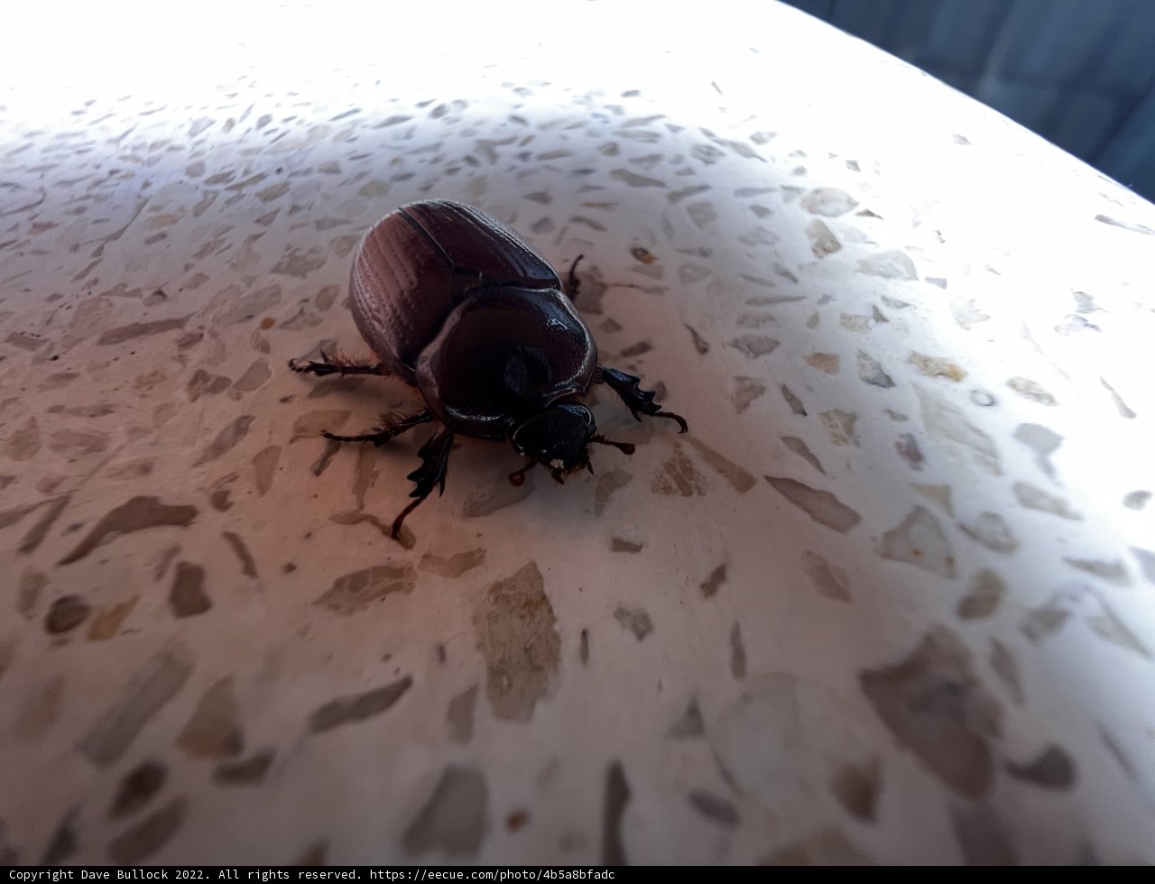 Dung Beetle in Sedona