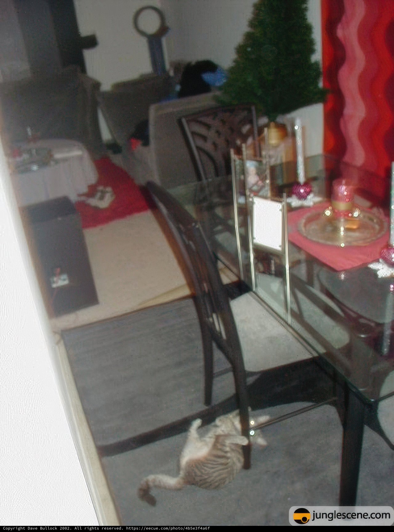 Feline Companion Surveys the Dinner Table