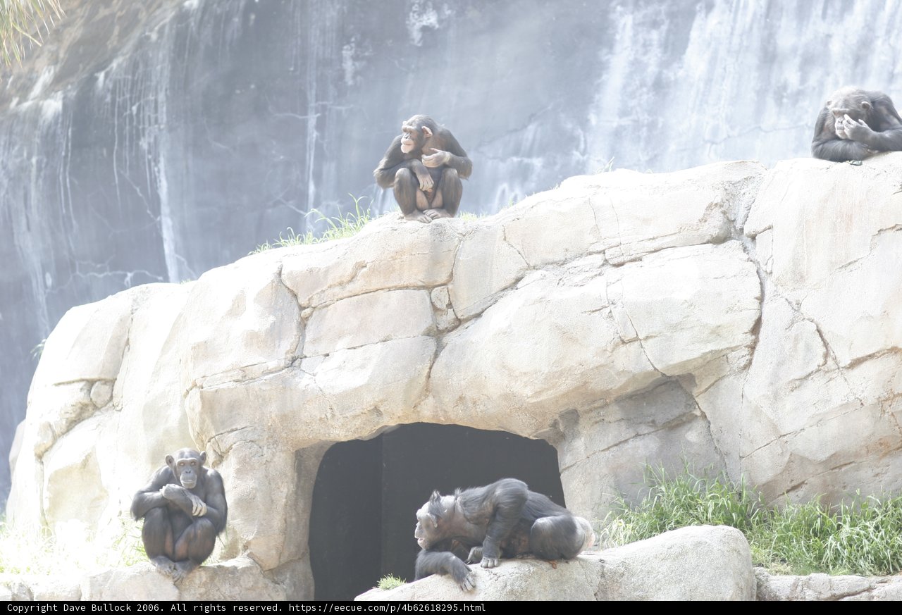 The Monkey Clan