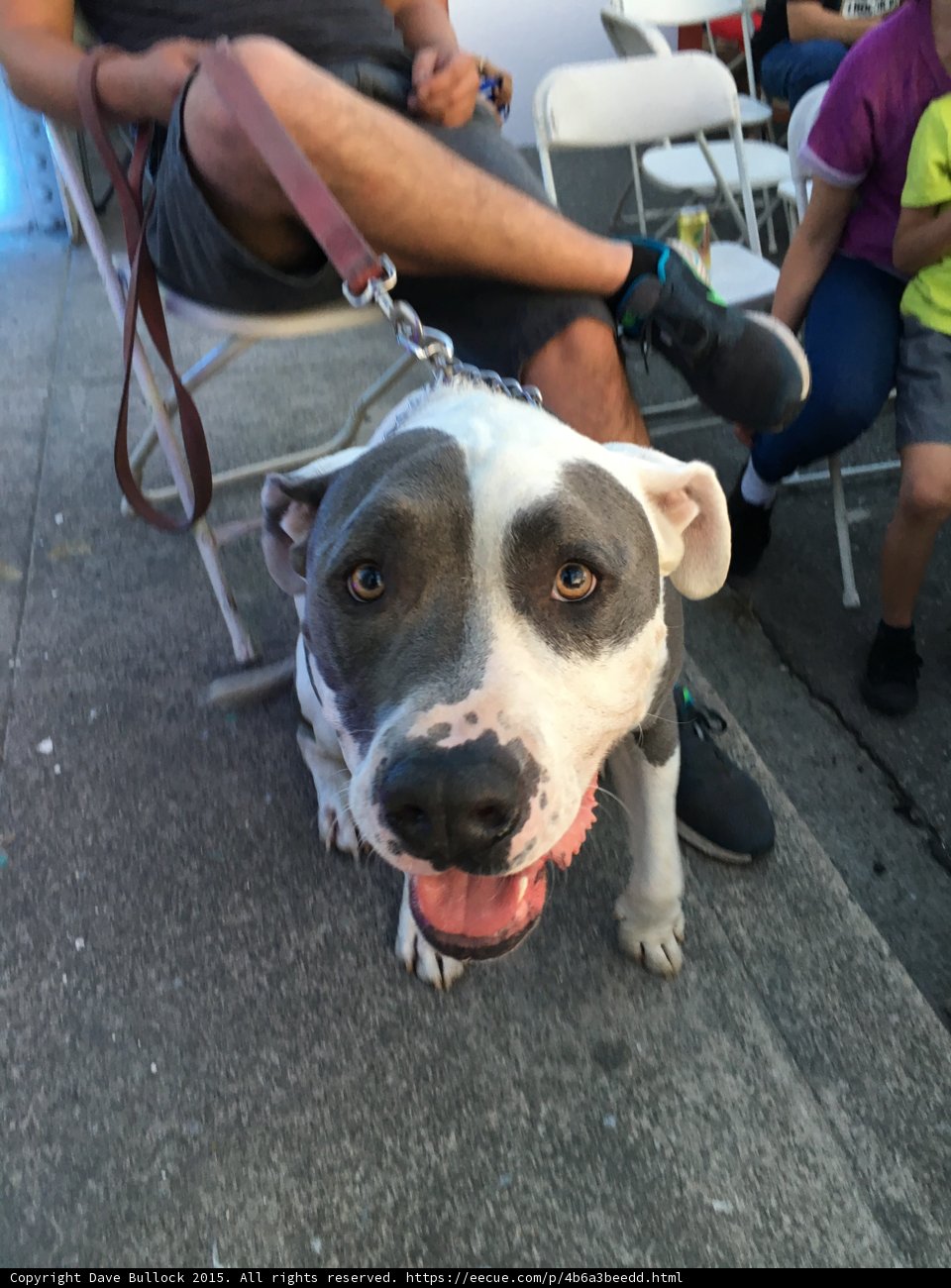 Pit Bull Pals