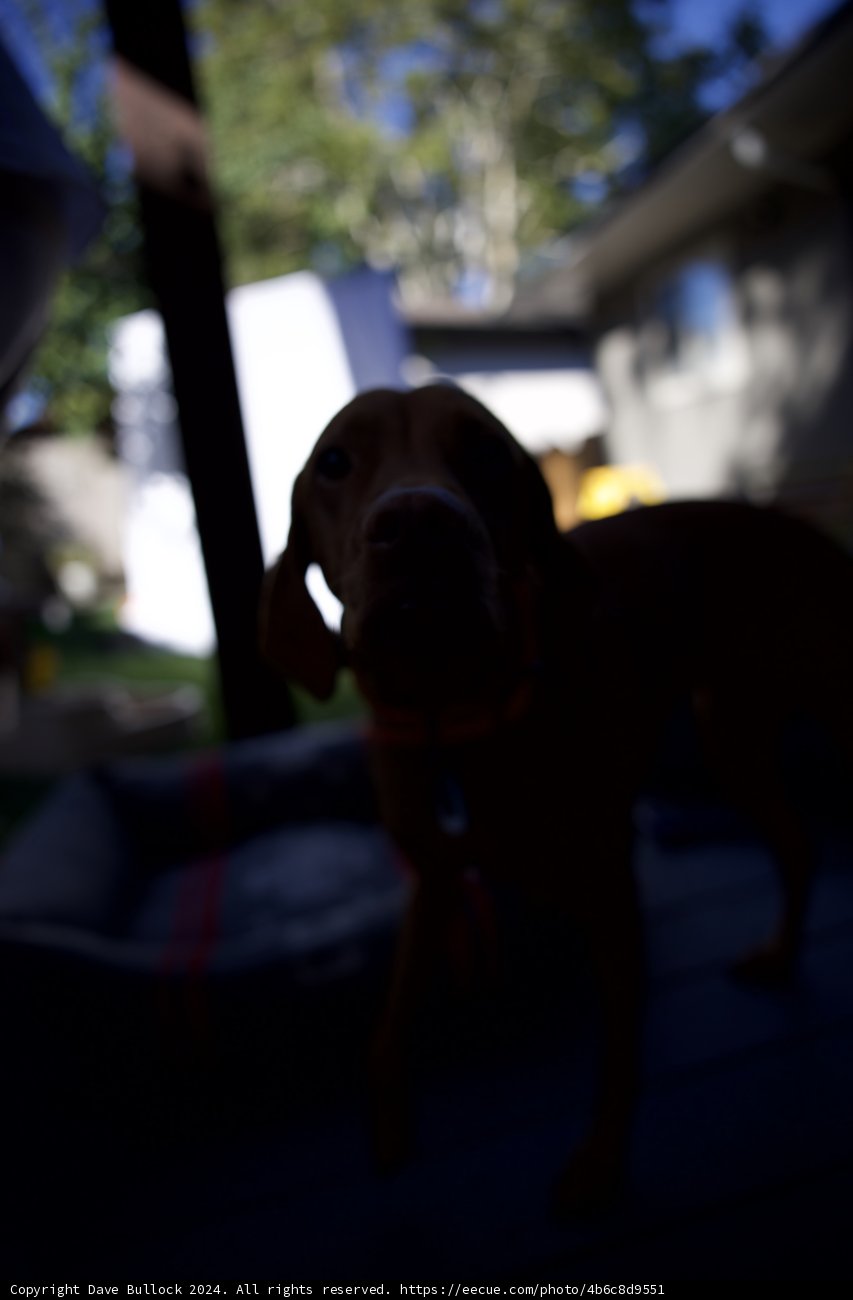 Evening Shadows and Canine Companions