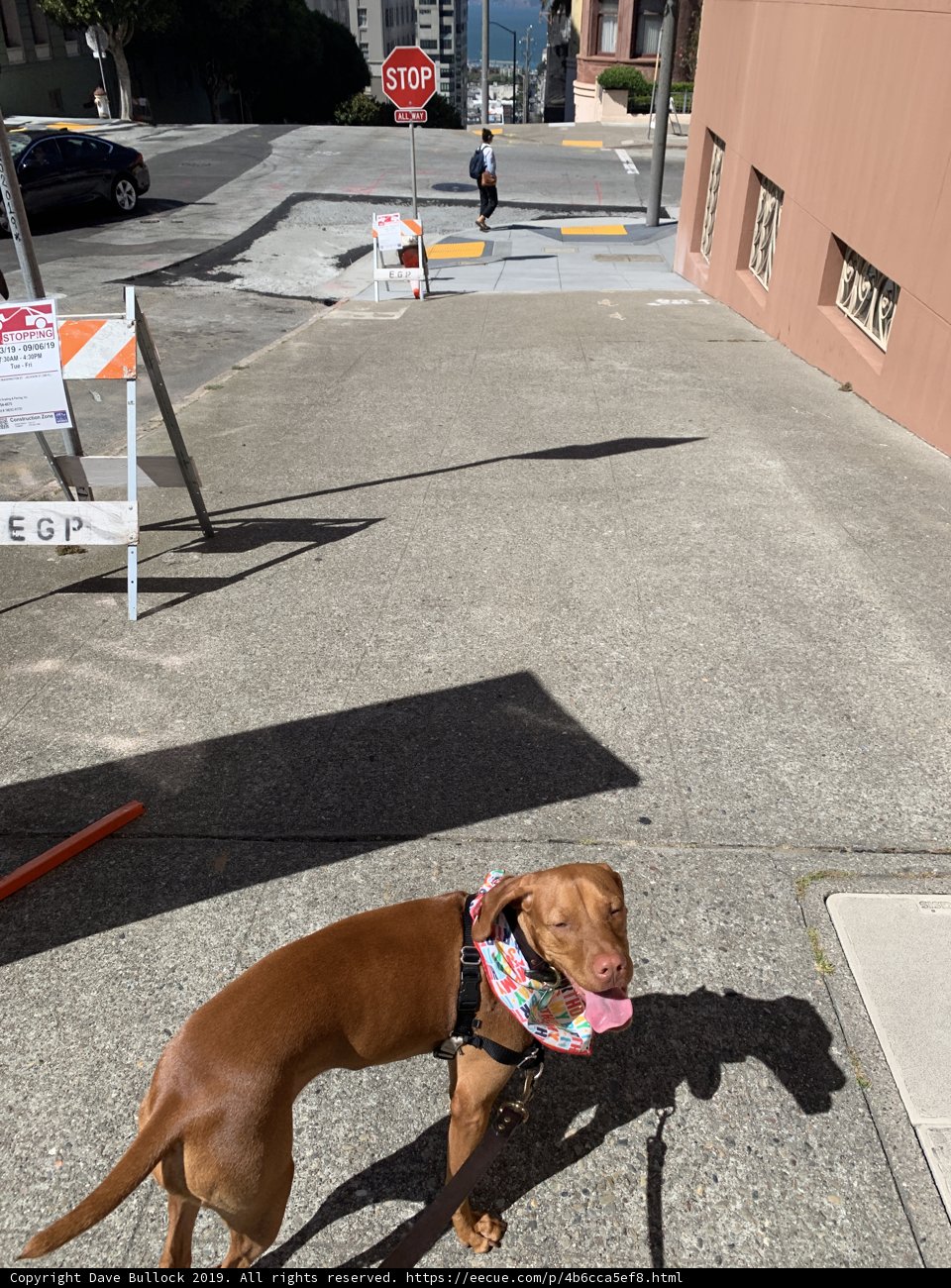 Leashed Vizsla Takes a Stroll in San Francisco