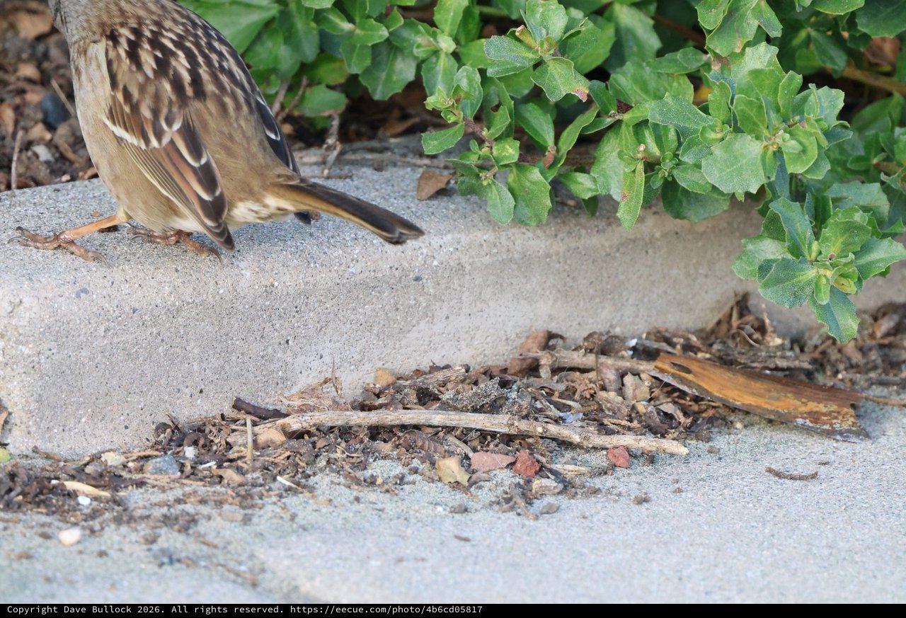 Sparrow Foraging Among Debris at Drakes Beach