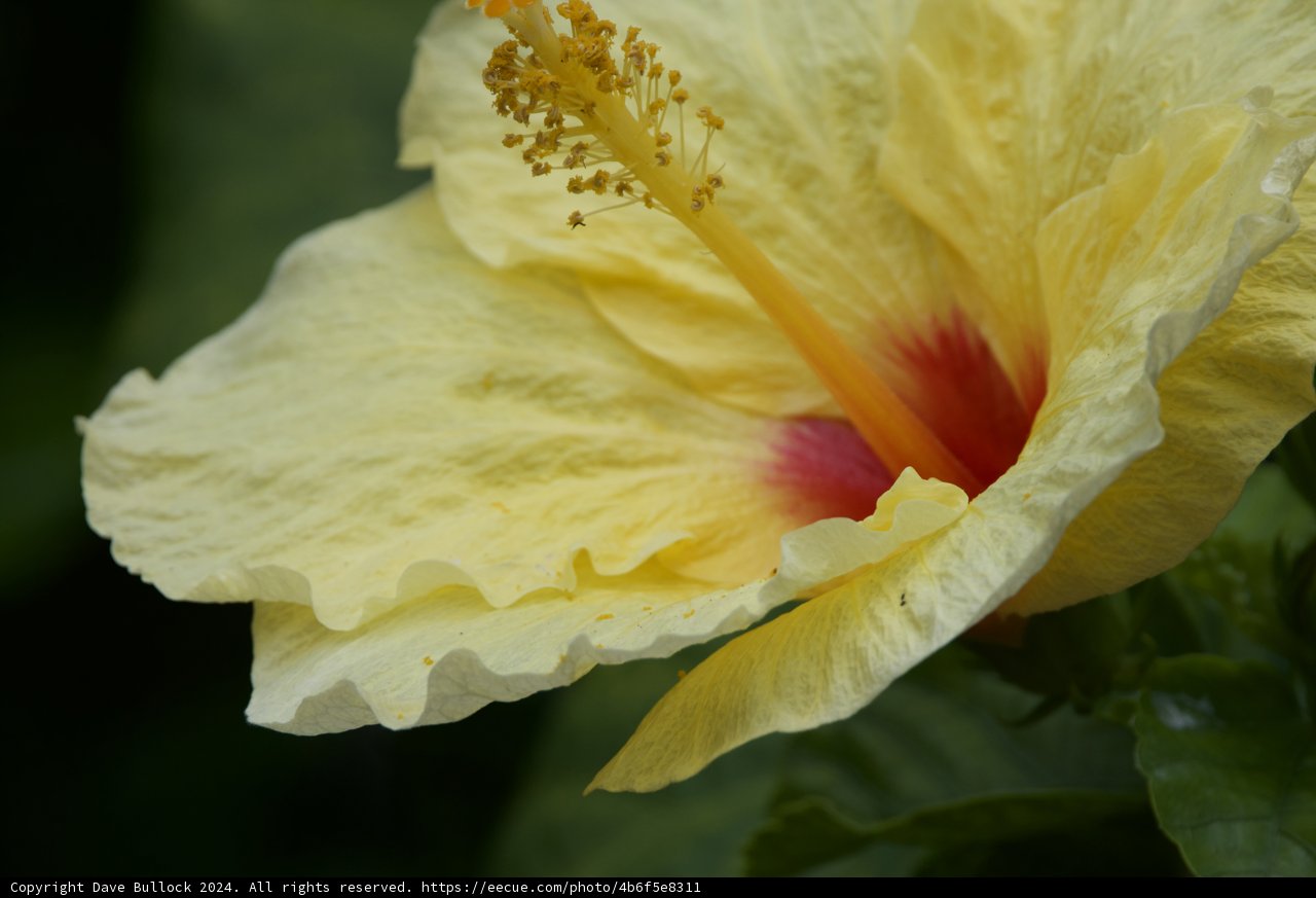 Tropical Radiance: Hibiscus at the Honolulu Zoo