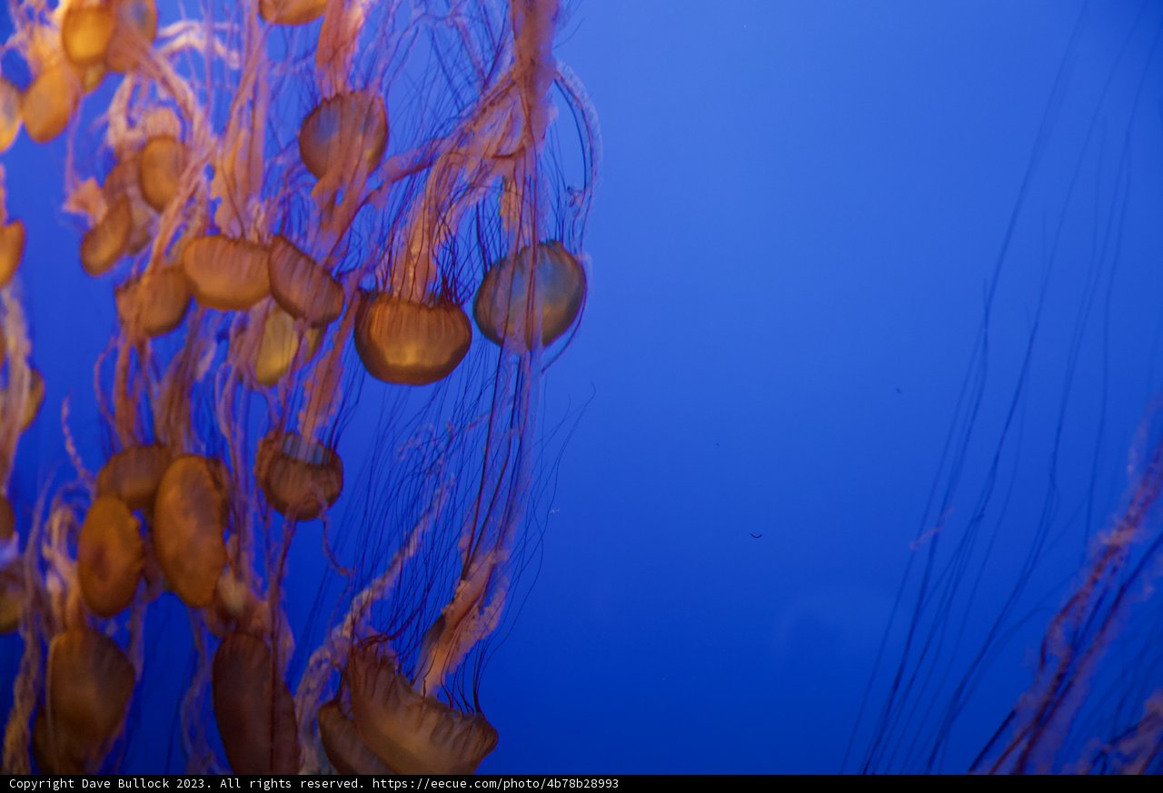Serene Dance of the Sea Jelly
